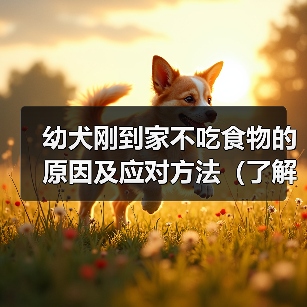幼犬到家拒食怎么办?科学解决方法 幼犬到家拒食怎么办?科学解决方法