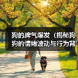 狗的脾气爆发(揭秘狗狗的情绪波动与行为背后的原因) 狗的脾气爆发(揭秘狗狗的情绪波动与行为背后的原因)