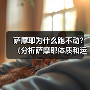 萨摩耶为什么跑不动?(分析萨摩耶体质和运动能力的限制) 萨摩耶为什么跑不动?(分析萨摩耶体质和运动能力的限制)