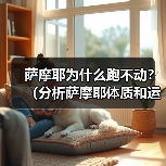 萨摩耶为什么跑不动?(分析萨摩耶体质和运动能力的限制) 萨摩耶为什么跑不动?(分析萨摩耶体质和运动能力的限制)