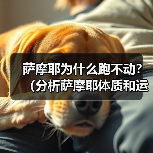 萨摩耶为什么跑不动?(分析萨摩耶体质和运动能力的限制) 萨摩耶为什么跑不动?(分析萨摩耶体质和运动能力的限制)