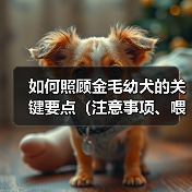 如何照顾金毛幼犬的关键要点(注意事项、喂养、训练、社交化、健康等方面的全面指南) 如何照顾金毛幼犬的关键要点(注意事项、喂养、训练、社交化、健康等方面的全面指南)