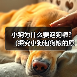 小狗为什么要泡狗粮?(探究小狗泡狗粮的原因及好处) 小狗为什么要泡狗粮?(探究小狗泡狗粮的原因及好处)