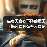猫咪春天不爱吃饭怎么办? 猫咪春天不爱吃饭怎么办?