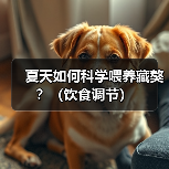 夏天如何科学喂养藏獒?(饮食调节) 夏天如何科学喂养藏獒?(饮食调节)