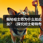 哈士奇为何总"臭"?这些原因你可能不知道 哈士奇为何总"臭"?这些原因你可能不知道