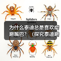 泰迪总磨嘴巴?揭秘背后原因及科学应对方法 泰迪总磨嘴巴?揭秘背后原因及科学应对方法