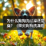 为什么狗狗洗过澡还是臭?(探究狗狗洗澡后依旧散发异味的原因及解决方法) 为什么狗狗洗过澡还是臭?(探究狗狗洗澡后依旧散发异味的原因及解决方法)