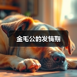 金毛公的发情期 金毛公的发情期