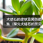 犬结石的症状及预防措施（探究犬结石的常见症状，为您的爱宠提供预防保健建议）