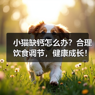 小猫缺钙怎么办？合理饮食调节，健康成长！（为小猫提供适宜的食物，预防钙缺乏问题）