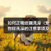 如何正确给猫洗澡(宠物猫洗澡的注意事项及步骤) 如何正确给猫洗澡(宠物猫洗澡的注意事项及步骤)