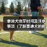 泰迪犬换牙时间及注意事项（了解泰迪犬的换牙周期，帮助它们健康成长）
