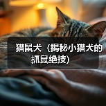 猎鼠犬(揭秘小猎犬的抓鼠绝技) 猎鼠犬(揭秘小猎犬的抓鼠绝技)