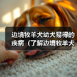边境牧羊犬幼犬易得的疾病（了解边境牧羊犬幼犬常见疾病及预防措施）