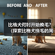 比格犬换毛周期是多久？全面解析换毛规律与护理技巧