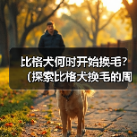 比格犬换毛周期是多久？全面解析换毛规律与护理技巧