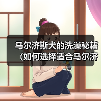 马尔济斯犬香波怎么选？洗澡注意事项全解析