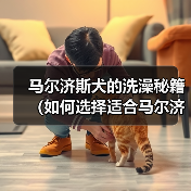 马尔济斯犬香波怎么选？洗澡注意事项全解析