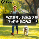 马尔济斯犬香波怎么选？洗澡注意事项全解析