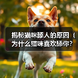 揭秘猫咪舔人的原因(为什么猫咪喜欢舔你?) 揭秘猫咪舔人的原因(为什么猫咪喜欢舔你?)