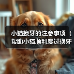 小猫换牙的注意事项（帮助小猫顺利度过换牙期的重要知识）
