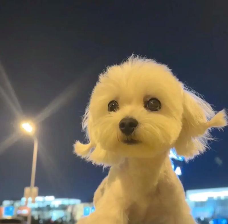 马尔济斯犬饲养现状分析：为何养的人越来越少