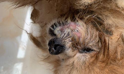 幼犬口臭原因与解决办法，让爱犬告别口腔异味困扰