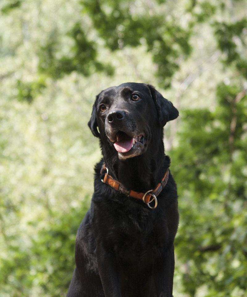 黑狗白胸犬品种特点与全面养护指南 黑狗白胸犬品种特点与全面养护指南