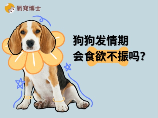 狗狗发情食欲不振怎么办?原因与应对方法详解 狗狗发情食欲不振怎么办?原因与应对方法详解
