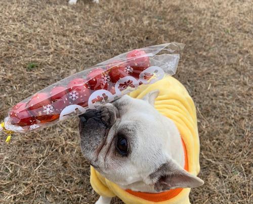 法国斗牛犬体型演变:从娇小到长身的关键因素分析 法国斗牛犬体型演变:从娇小到长身的关键因素分析