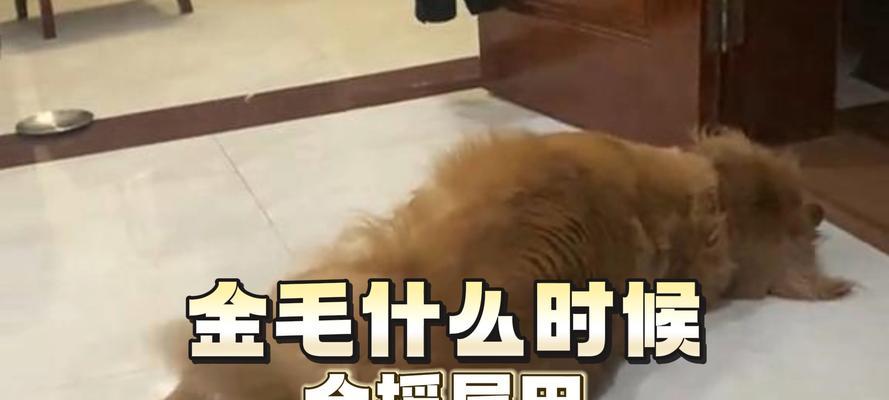 小狗摇尾巴的含义解析：情感表达与社交信号揭秘