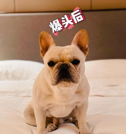 法国斗牛犬体型演变:从娇小到长身的关键因素分析 法国斗牛犬体型演变:从娇小到长身的关键因素分析