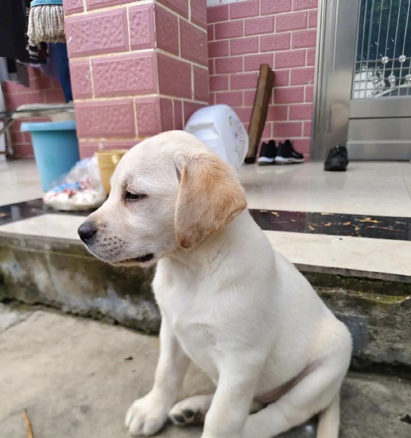 如何选择适合自己的狗狗品种？15个关键考量因素指南