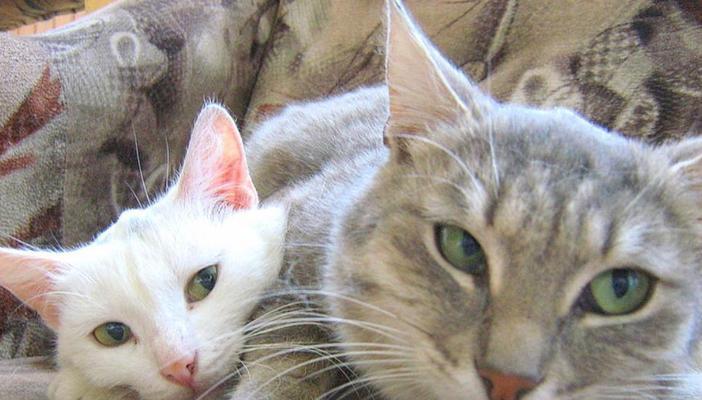 大猫为什么躲着小猫?七大原因解析猫科动物的回避行为 大猫为什么躲着小猫?七大原因解析猫科动物的回避行为