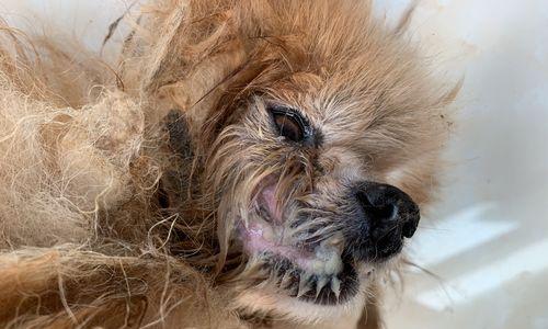 幼犬口臭原因与解决办法，让爱犬告别口腔异味困扰