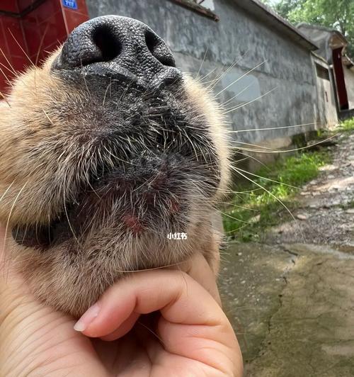 狗狗为什么喜欢被挠下巴？揭秘背后的心理与生理需求