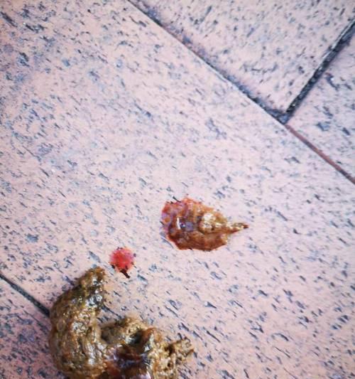 狗狗窝血症状识别与紧急处理全指南,守护爱宠健康 狗狗窝血症状识别与紧急处理全指南,守护爱宠健康