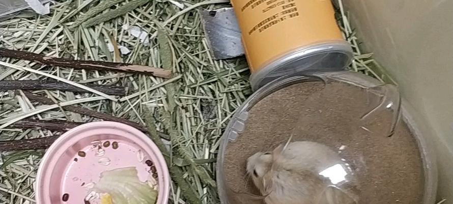 布丁仓鼠背上神秘线条的由来与意义全解析