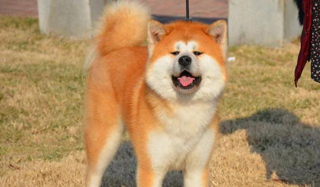 如何选择适合自己的狗狗品种？15个关键考量因素指南