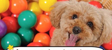 泰迪狗科学增重指南：健康饮食与营养管理全解析