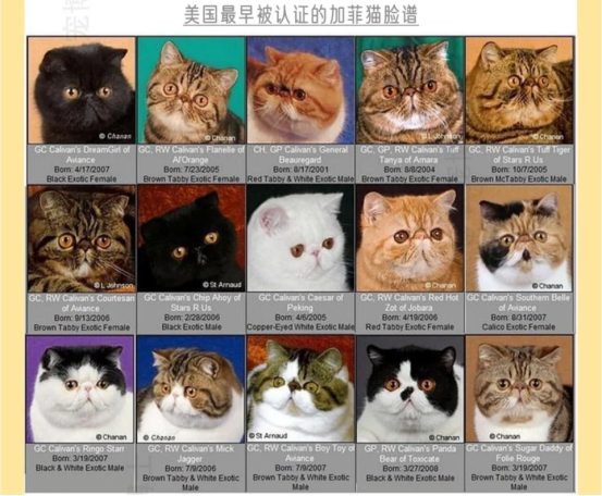 加菲猫饲养难度解析：健康隐患与日常护理挑战