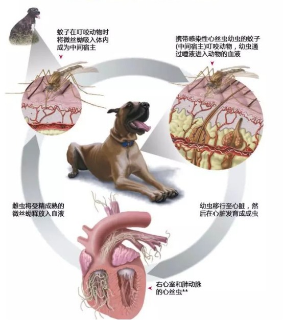 狗狗心丝虫的隐蔽危害与科学防治全指南
