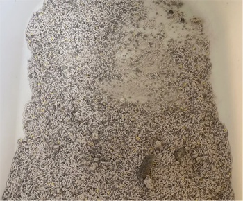 混合猫砂测评:除臭持久结团快,粉尘问题需注意 混合猫砂测评:除臭持久结团快,粉尘问题需注意