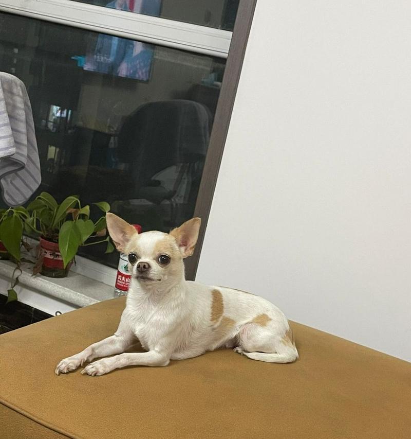 小狗不吃狗粮怎么办？15种健康替代食物与喂养建议