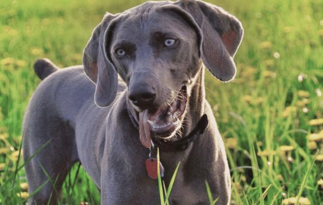 狗耳朵形态差异解析:立耳、垂耳与卷曲耳的功能与特征 狗耳朵形态差异解析:立耳、垂耳与卷曲耳的功能与特征