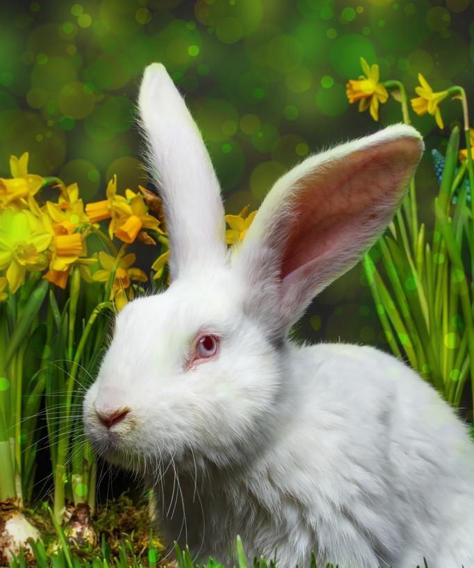 白色兔子眼睛颜色成因解析：基因突变与光学反射奥秘