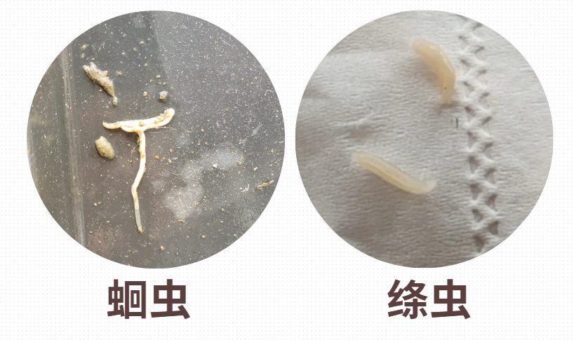 狗狗摩擦屁股的几种原因与处理指南，宠物主人必看