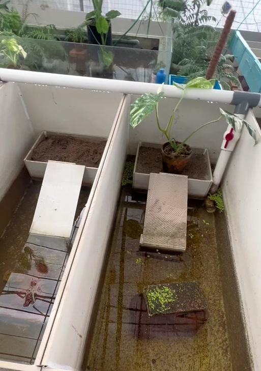 巴西龟产卵地点选择与繁殖习性解析,揭秘其生存奥秘 巴西龟产卵地点选择与繁殖习性解析,揭秘其生存奥秘