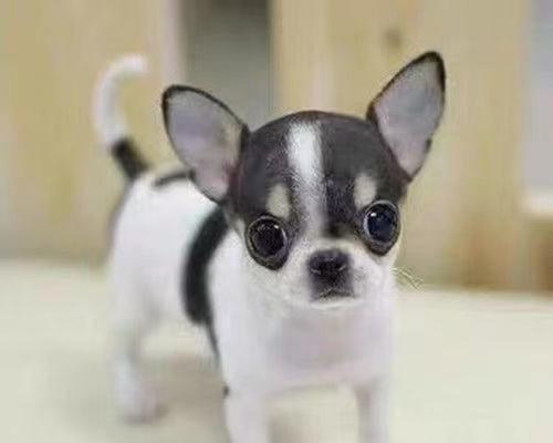 小型犬品种挑选指南：15个关键因素助你找到理想宠物伴侣